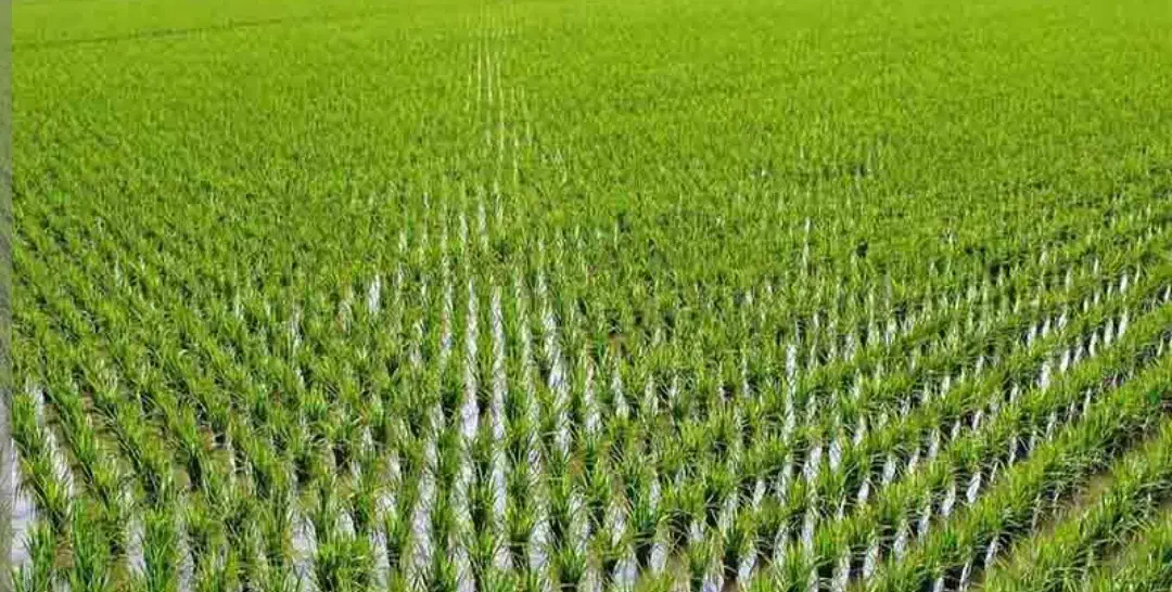 2500متر زمین کشاورزی شالیزار برنج