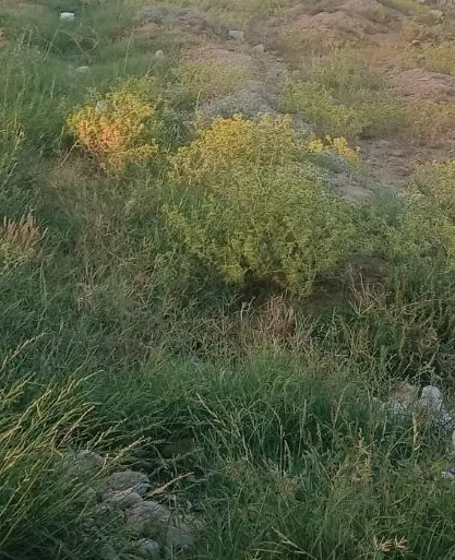 زمین ۱۰۳متری سیاه منصور سرسرباز