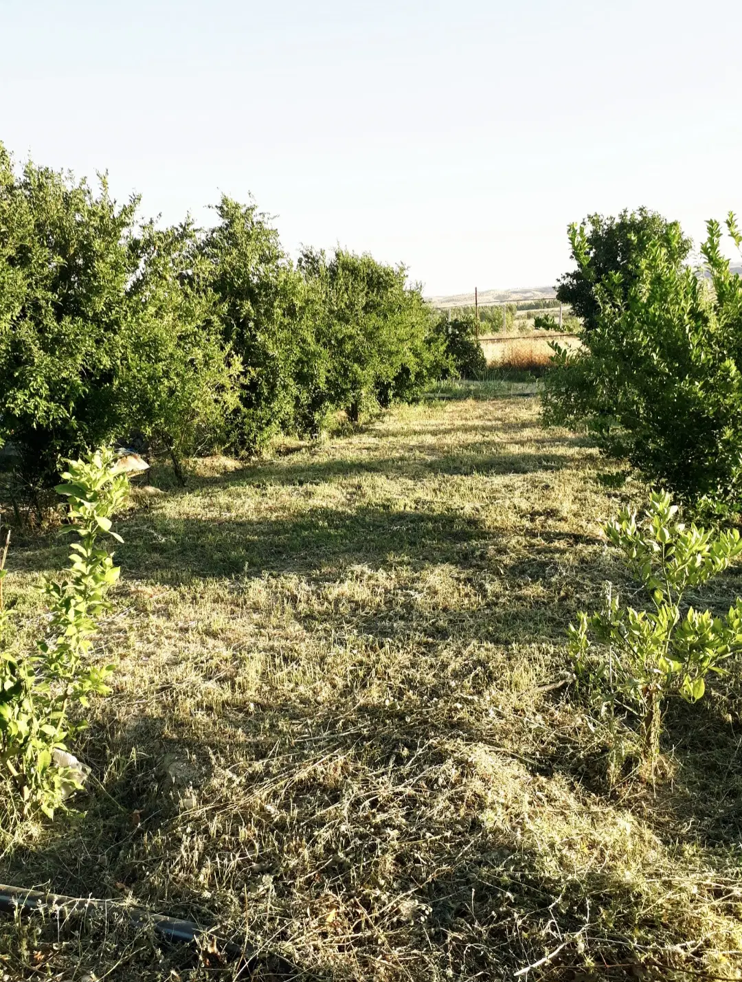فروش باغ مرکبات ریکا