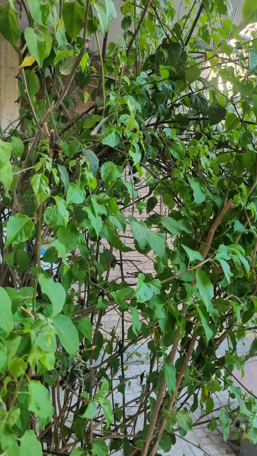 منزل ویلایی