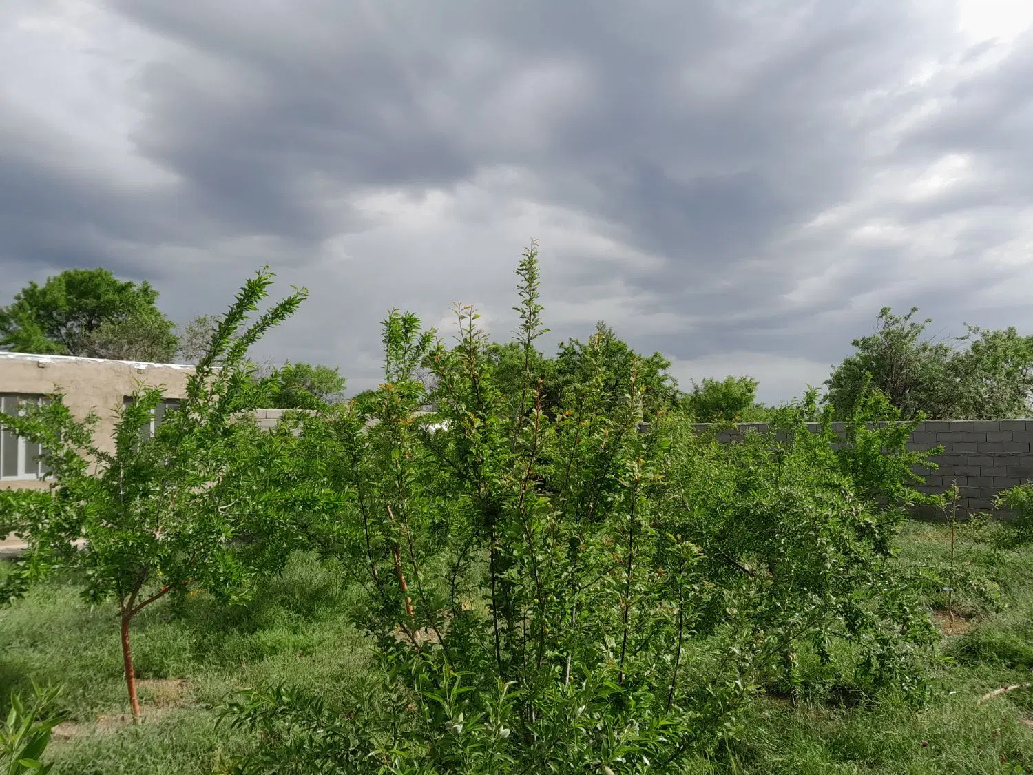 باغ متراژ  ۴۰۰ متر