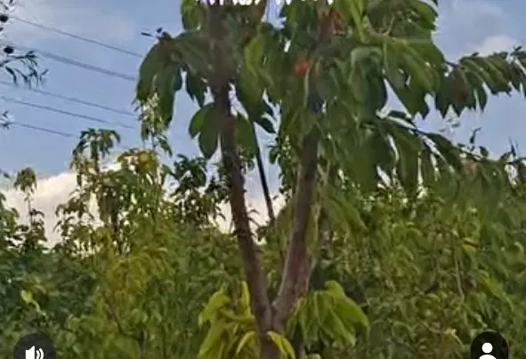 فروش خانه باغ
