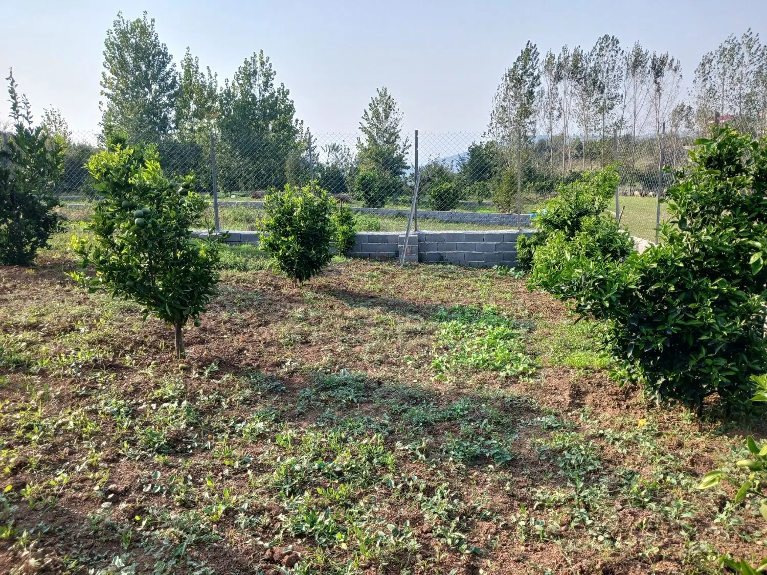 ۵۰۰ متر زمین در روستای پایین کولا سانخیل