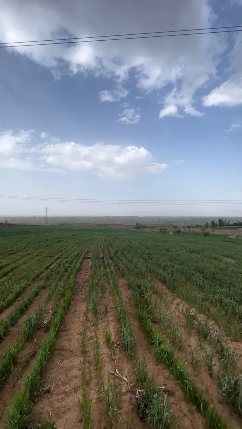 زمین زراعی یامچی ۷ هکتار