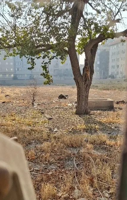 فروش زمین ۷۰۰۰ متری در شادآباد تهران