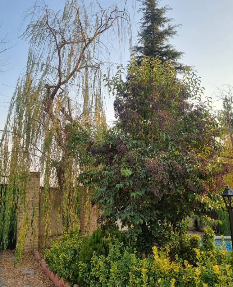اجاره باغ ویلا روزانه در کردان