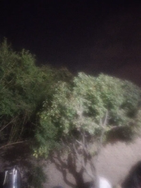 باغ فروشی