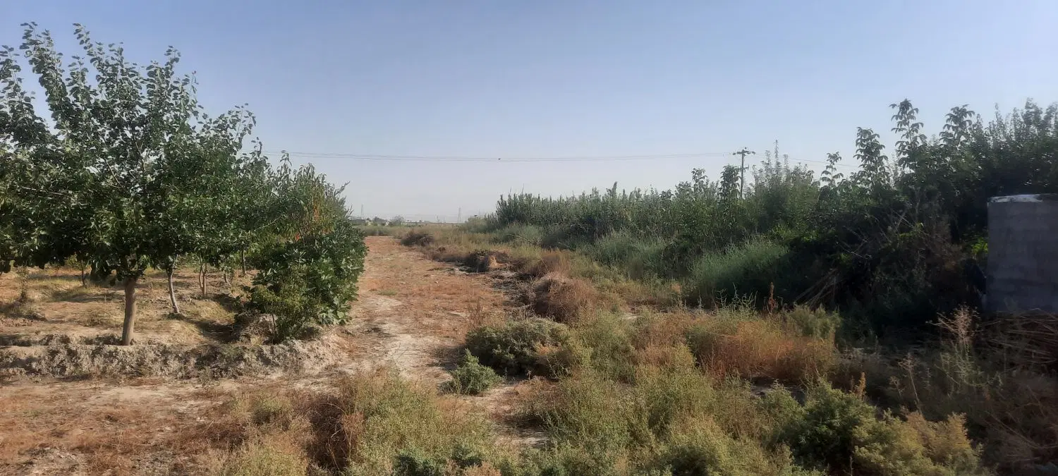 زمین باغی