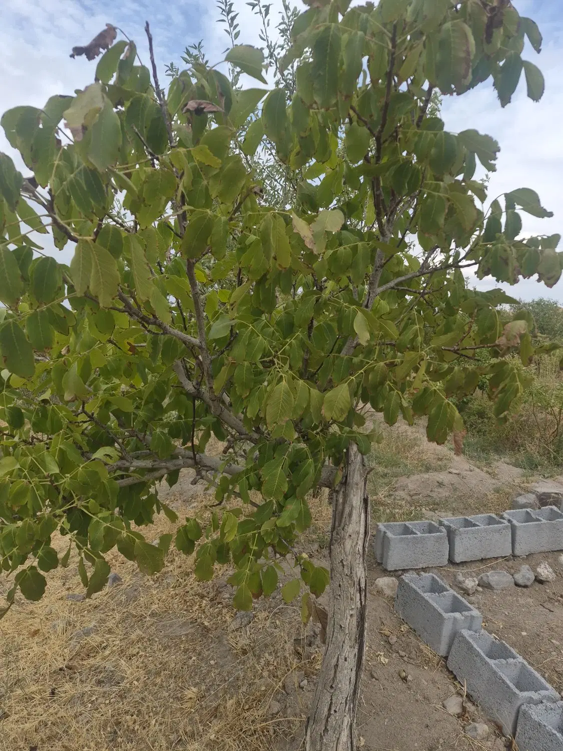 باغ در محلات اسکو ۴۰۰ متر