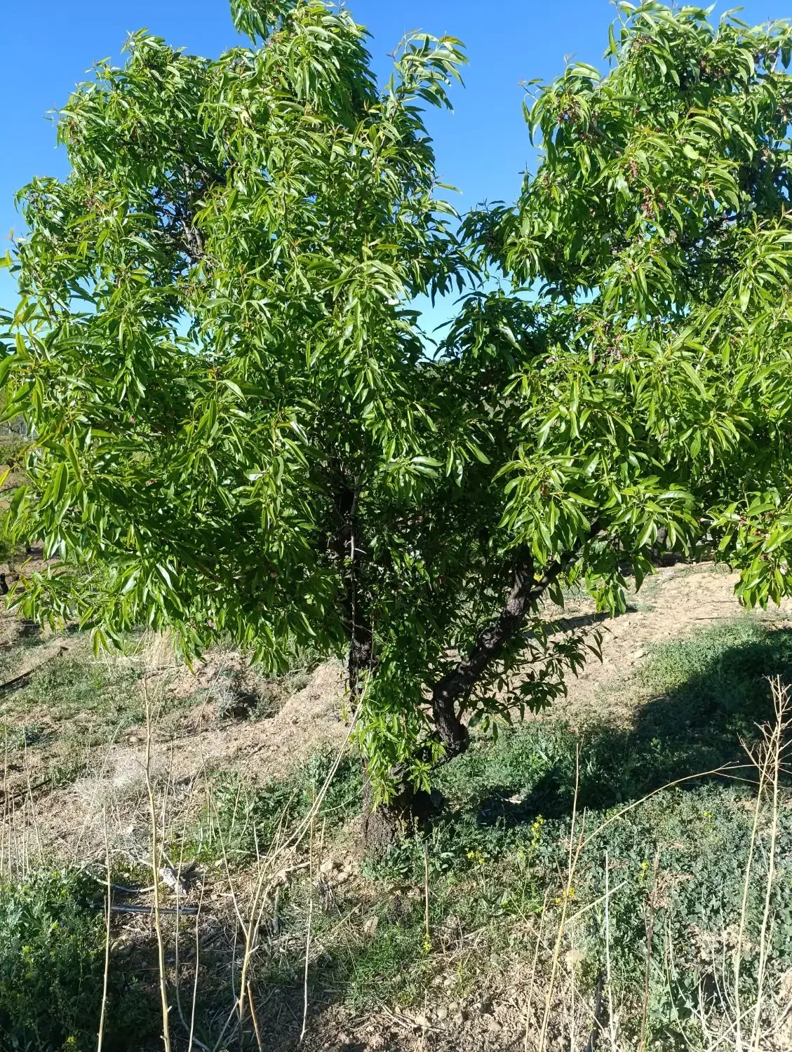 زمین مثمر در سامان