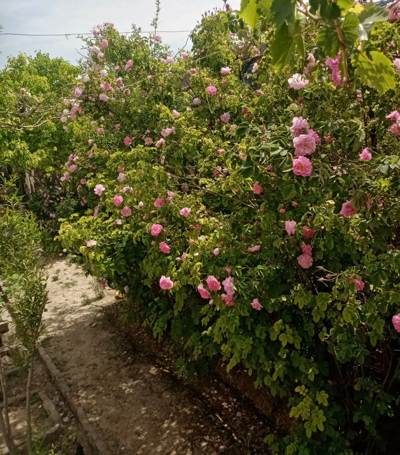 باغچه ۵۰۰ متری( معاوضه با سواری یا خانه داخل شهر )