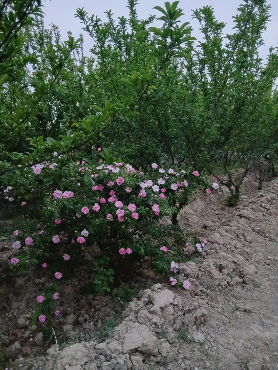 باغ ۱۰۰۰ متری رباط کریم کیکاور
