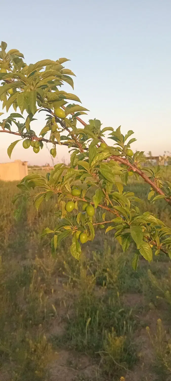 فروش زمین