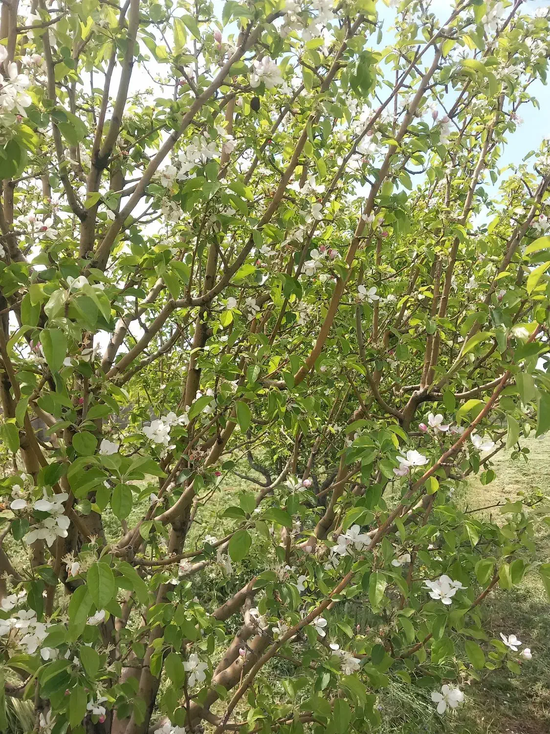 باغ
