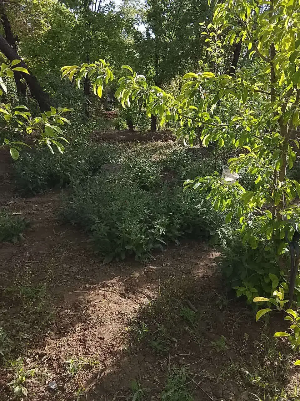 فروش باغ میوه و انگور