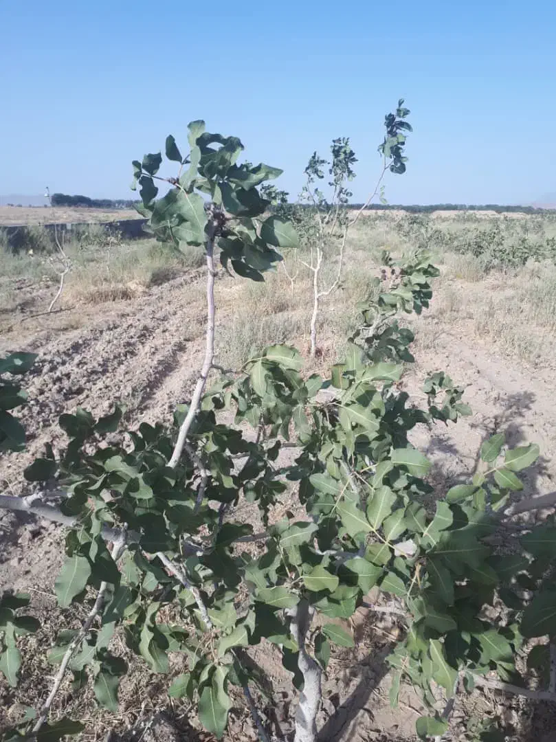 زمین ۵۰۰۰ متری معصوم آباد