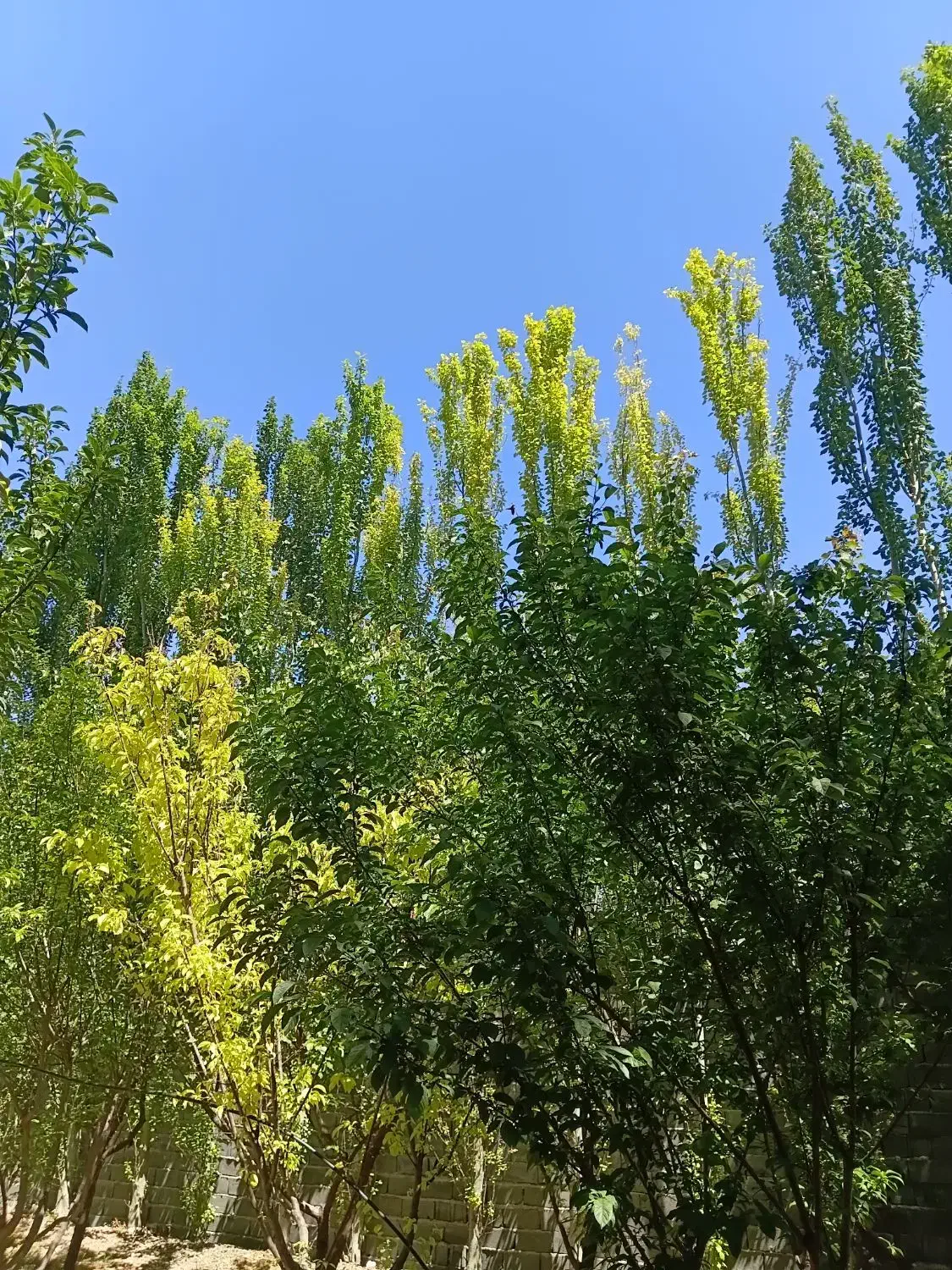 باغ باغچه ۵۰۰ متری