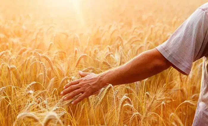 زمین کشاورزی صالح آباد