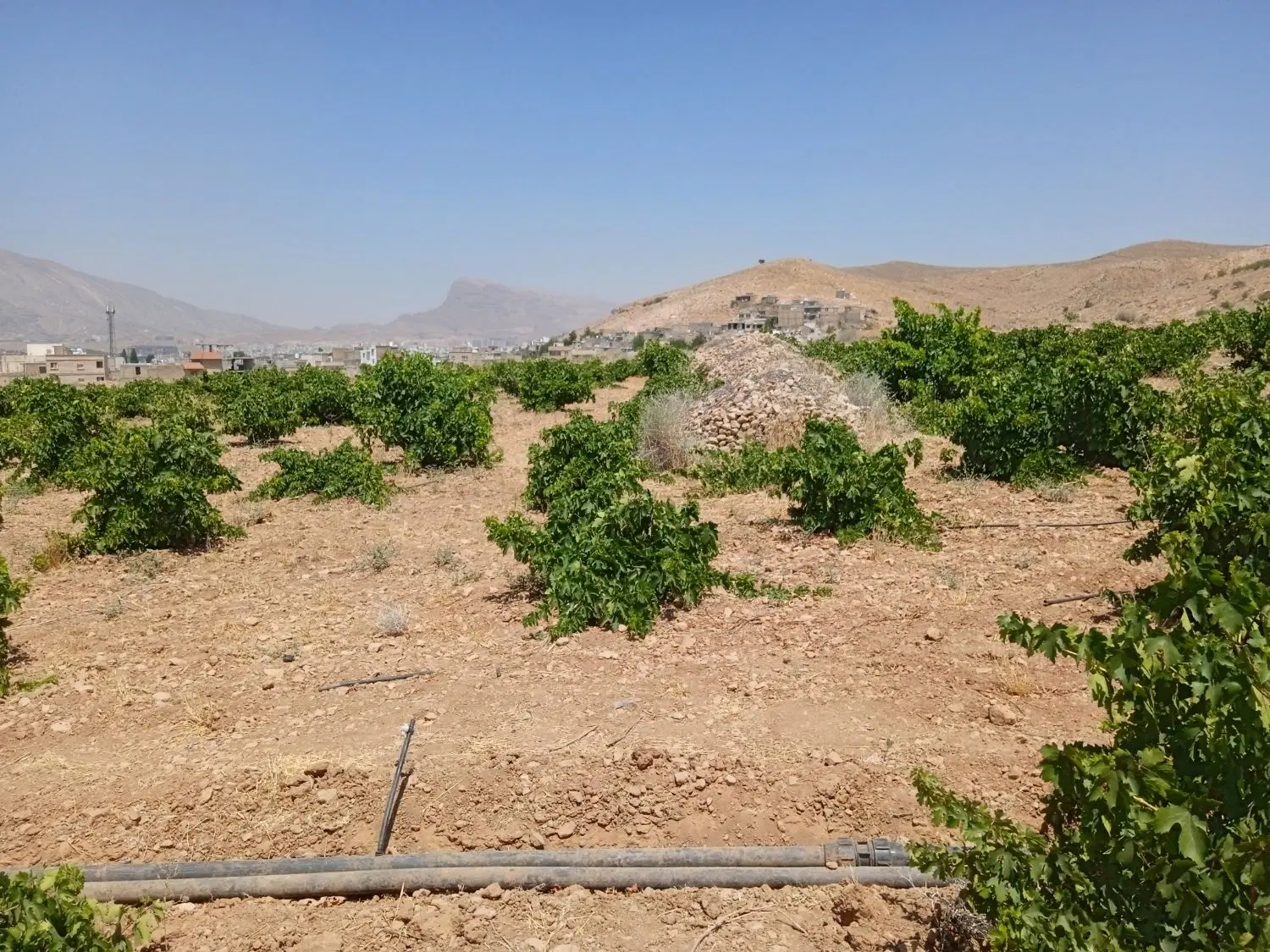 باغ انگور