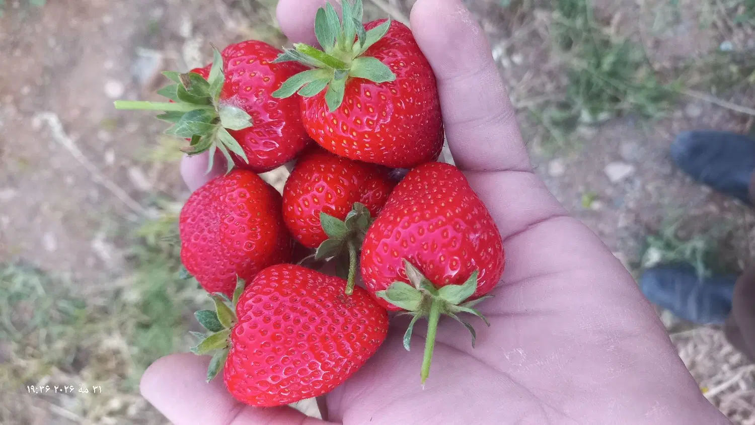 زمین کشاورزی