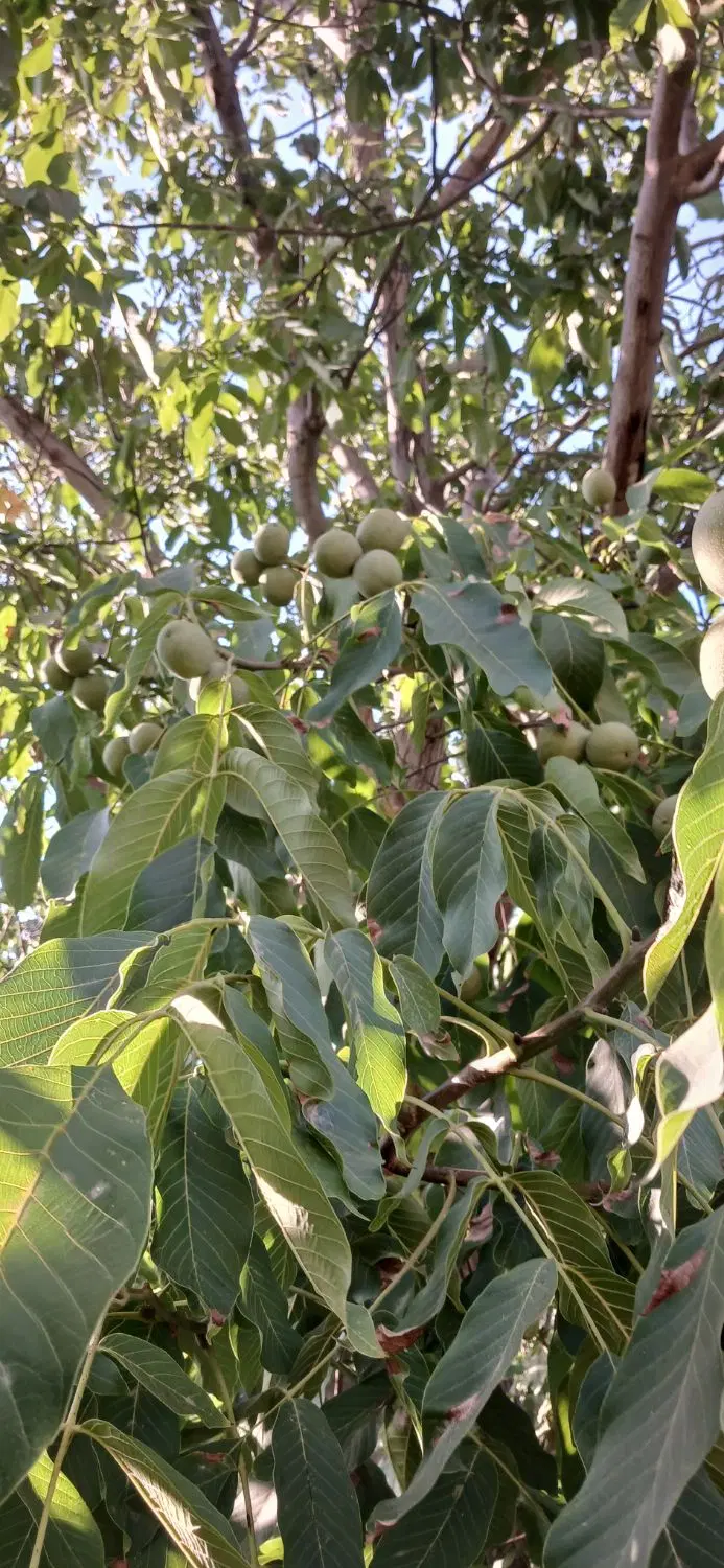 گردو  باغ اجاره