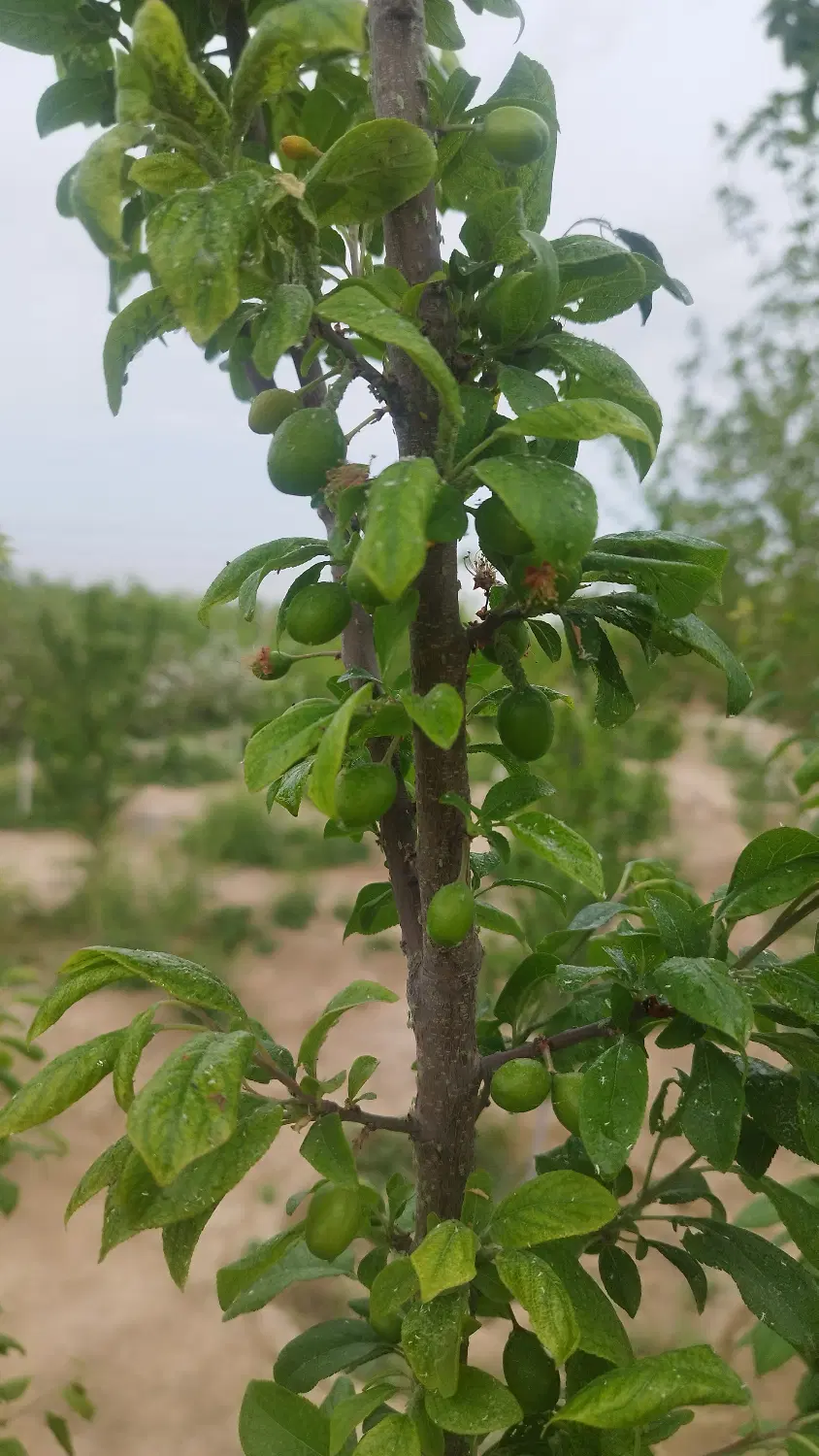 باغچه در اسلامشهر ده عباس دارای سند تک برگ