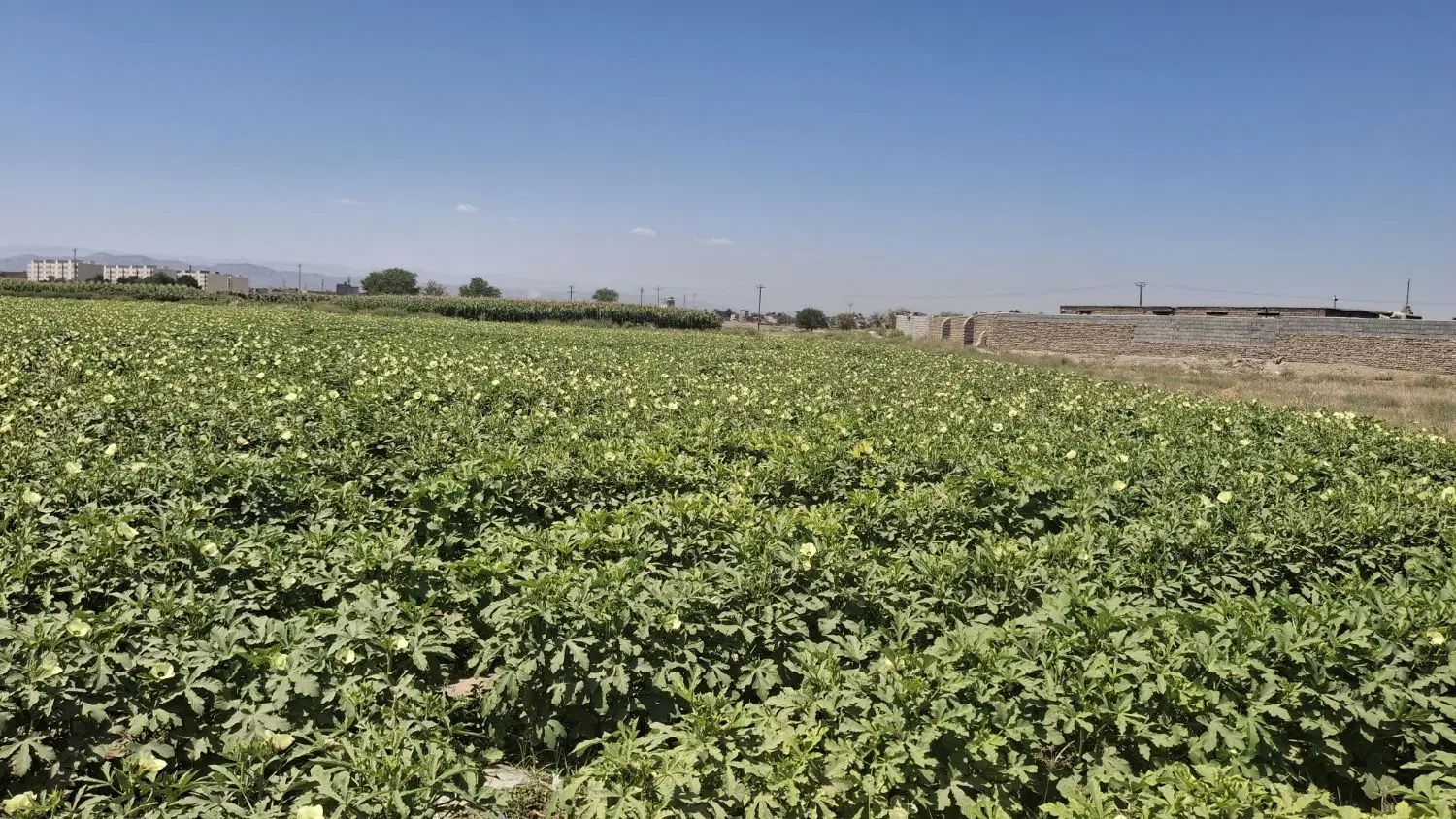 اجاره زمین کشاورزی