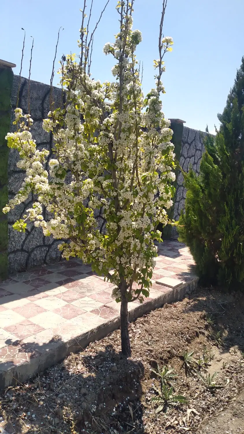باغ ویلا شیک