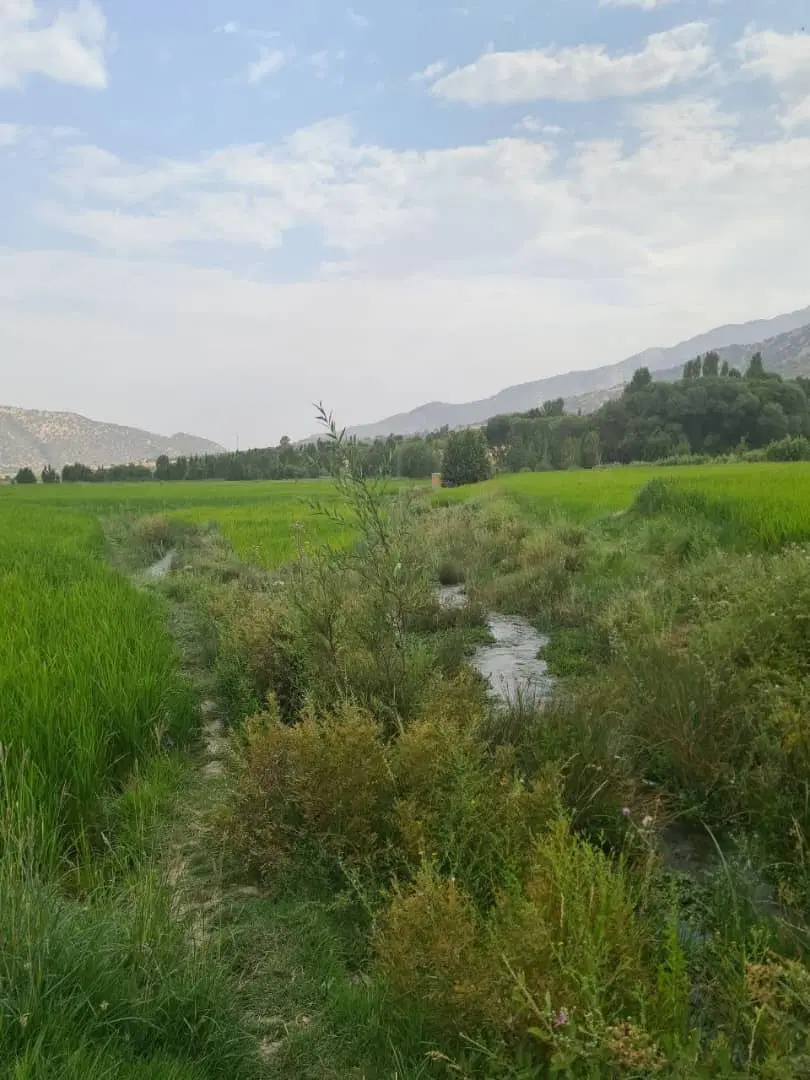 زمین در بهشت گرگان