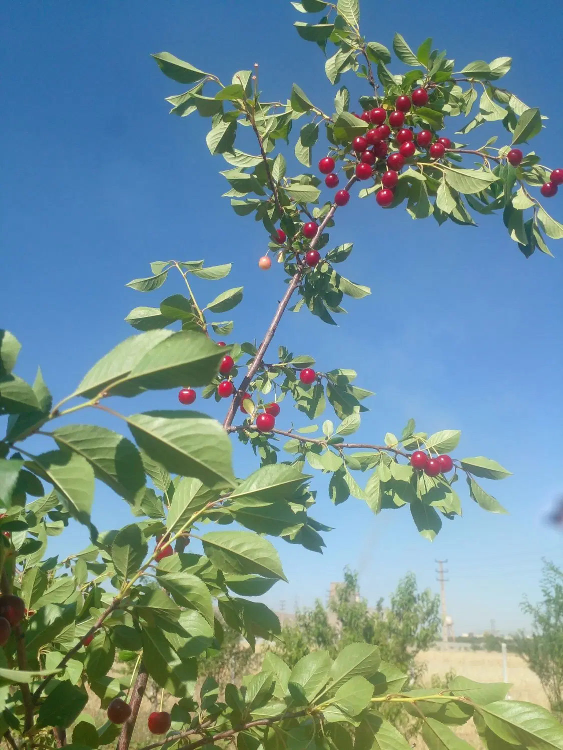 باغ. سندار