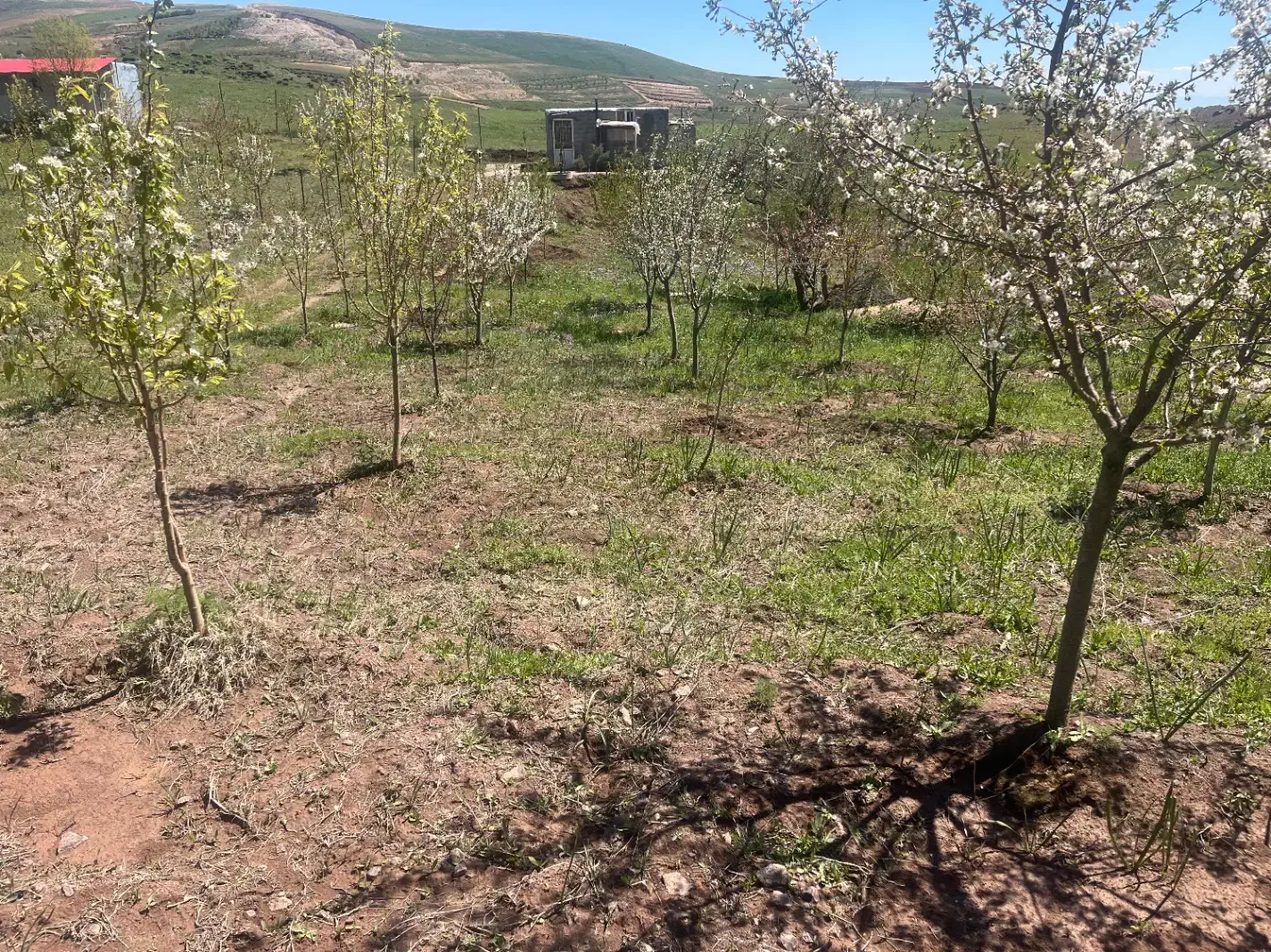 باغ زرشک