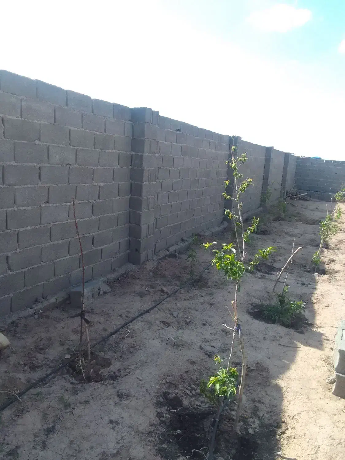 زمین.باغچه