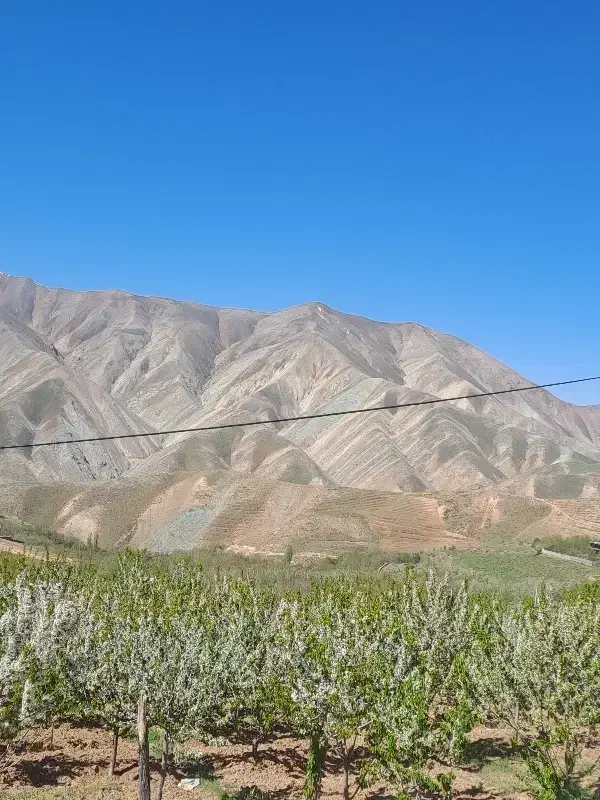 زمین ،باغ، ویلا