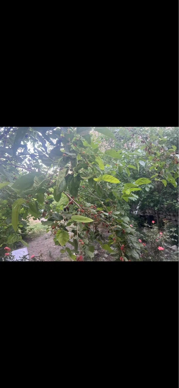 سوله صنعتی دفتر انبار باغ