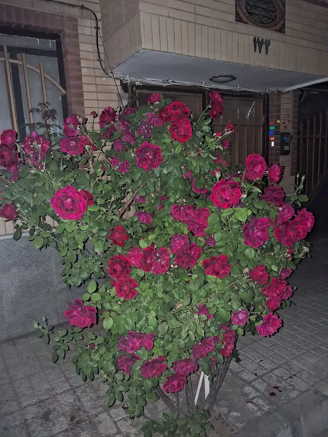 مغازه رسالت غربی فیض اباد