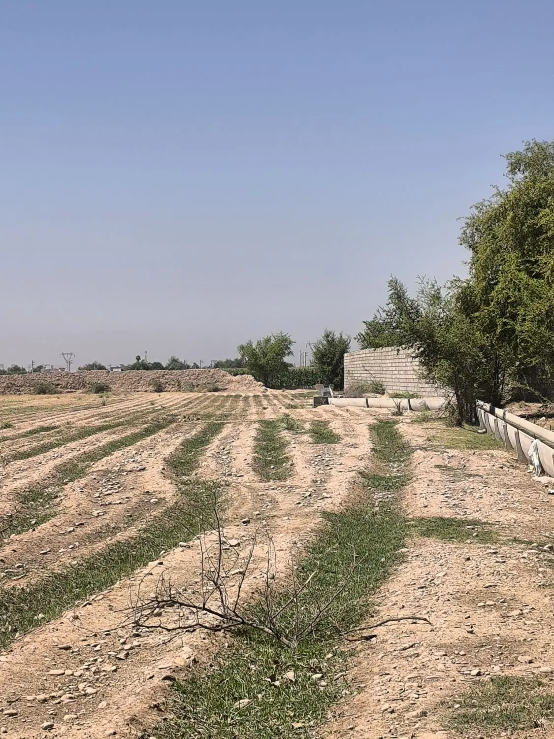 زمین کشاورزی قلعه نو شمس آباد