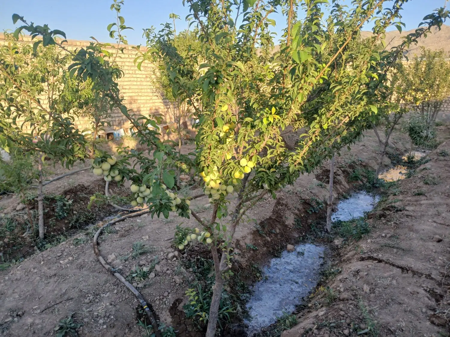 باغچه ۳۰۰ متری .دیوار آجری. اب قنات دائم.