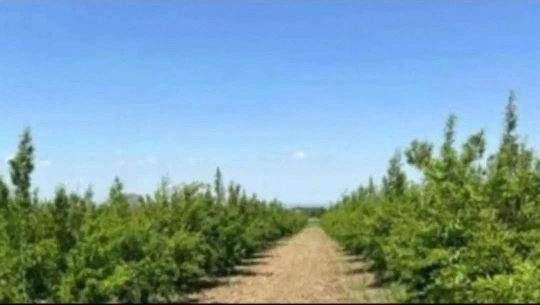 زمین نزدیک مسکونی