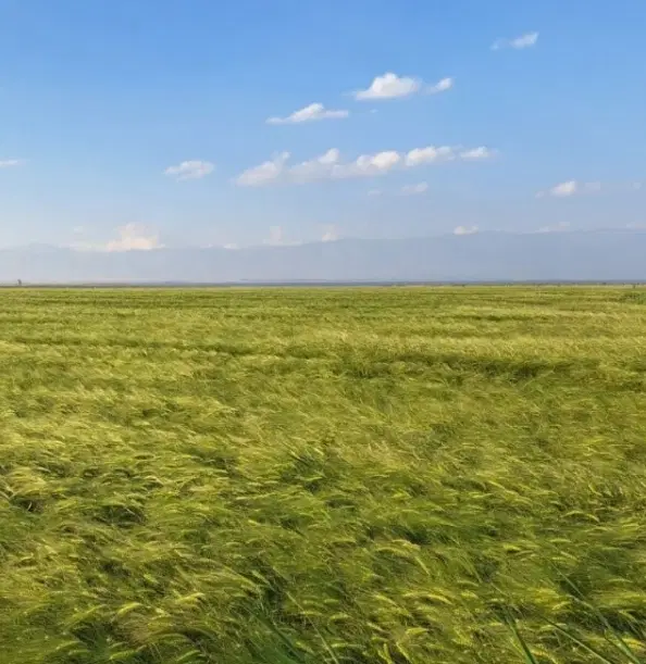 فروش زمین زراعی در منطقه خروسلو نظربلاغی