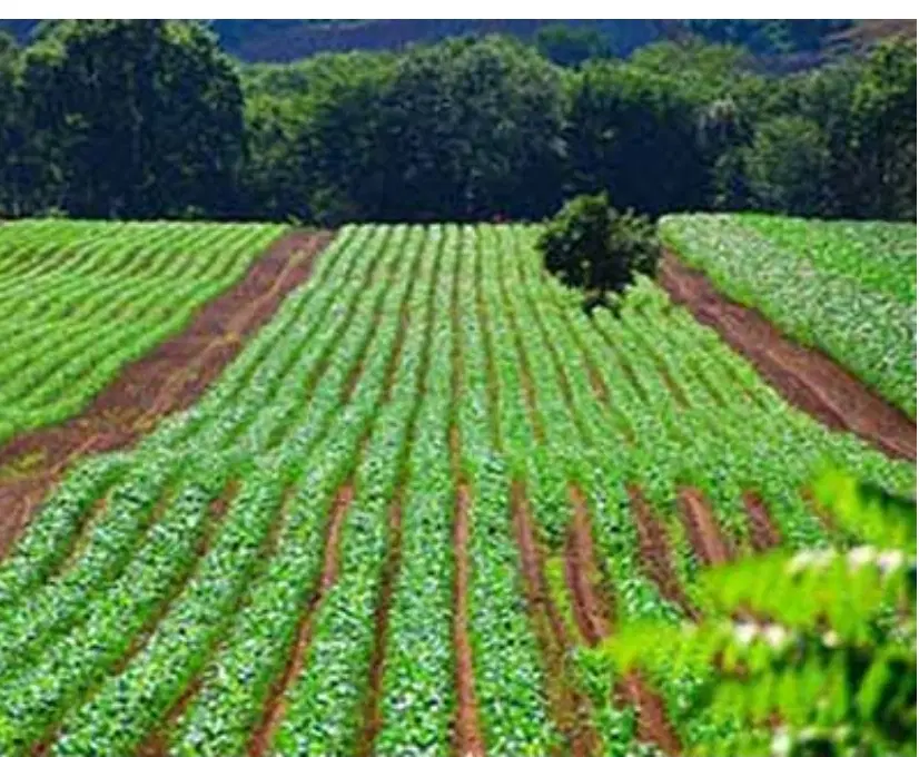 زمین کشاورزی