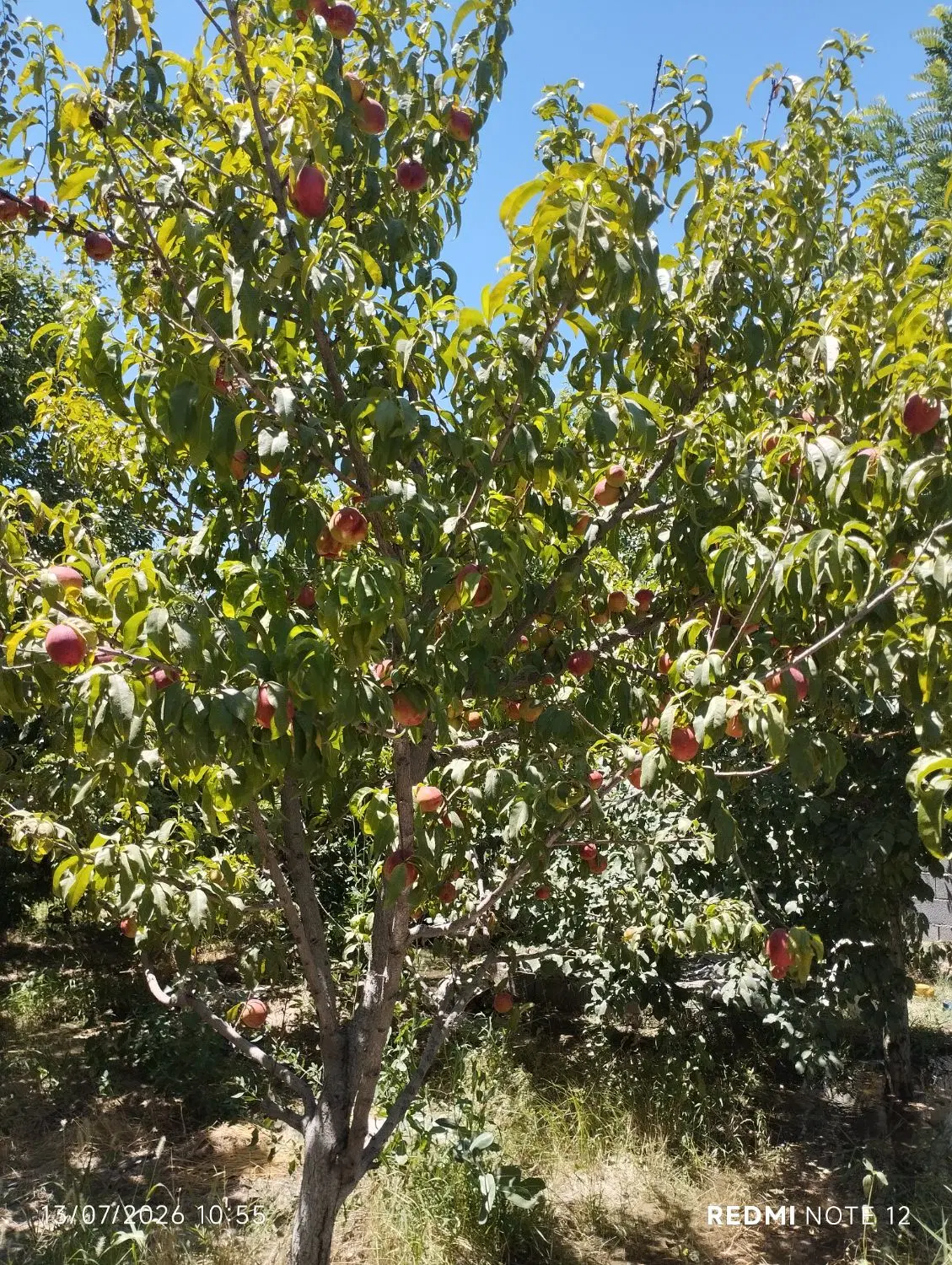 باغ دور دیوار با آب چاه موتور