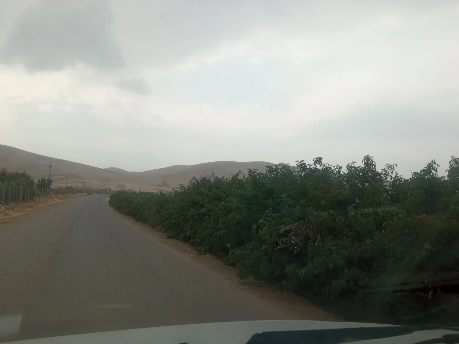 باغ انگور سفید