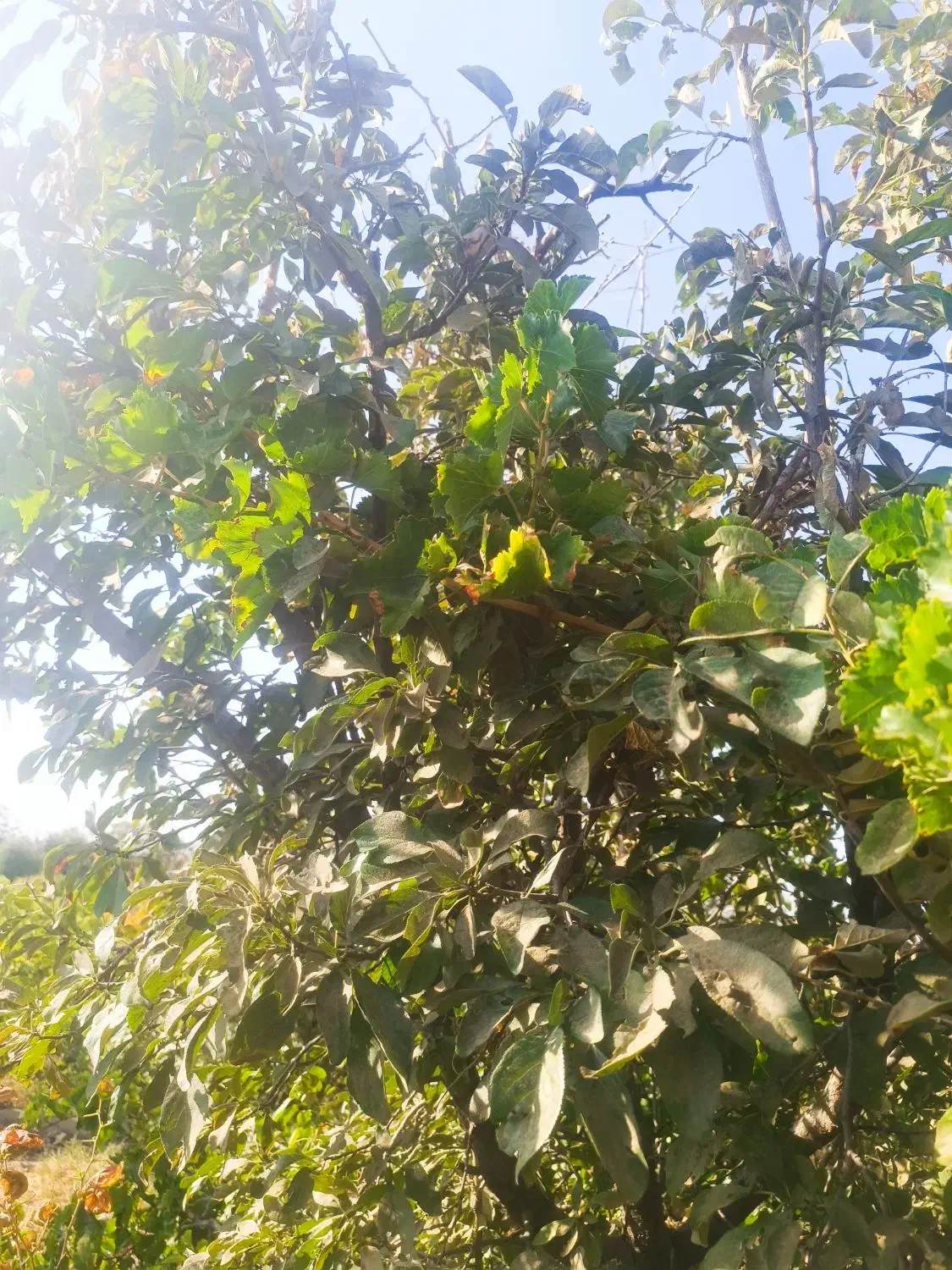 باغ انگور
