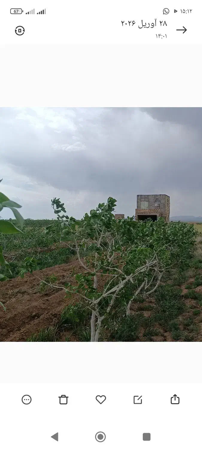 باغ پسته 1250میلیارد