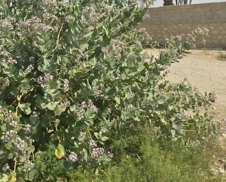 زمین اداره آب سده لنجان