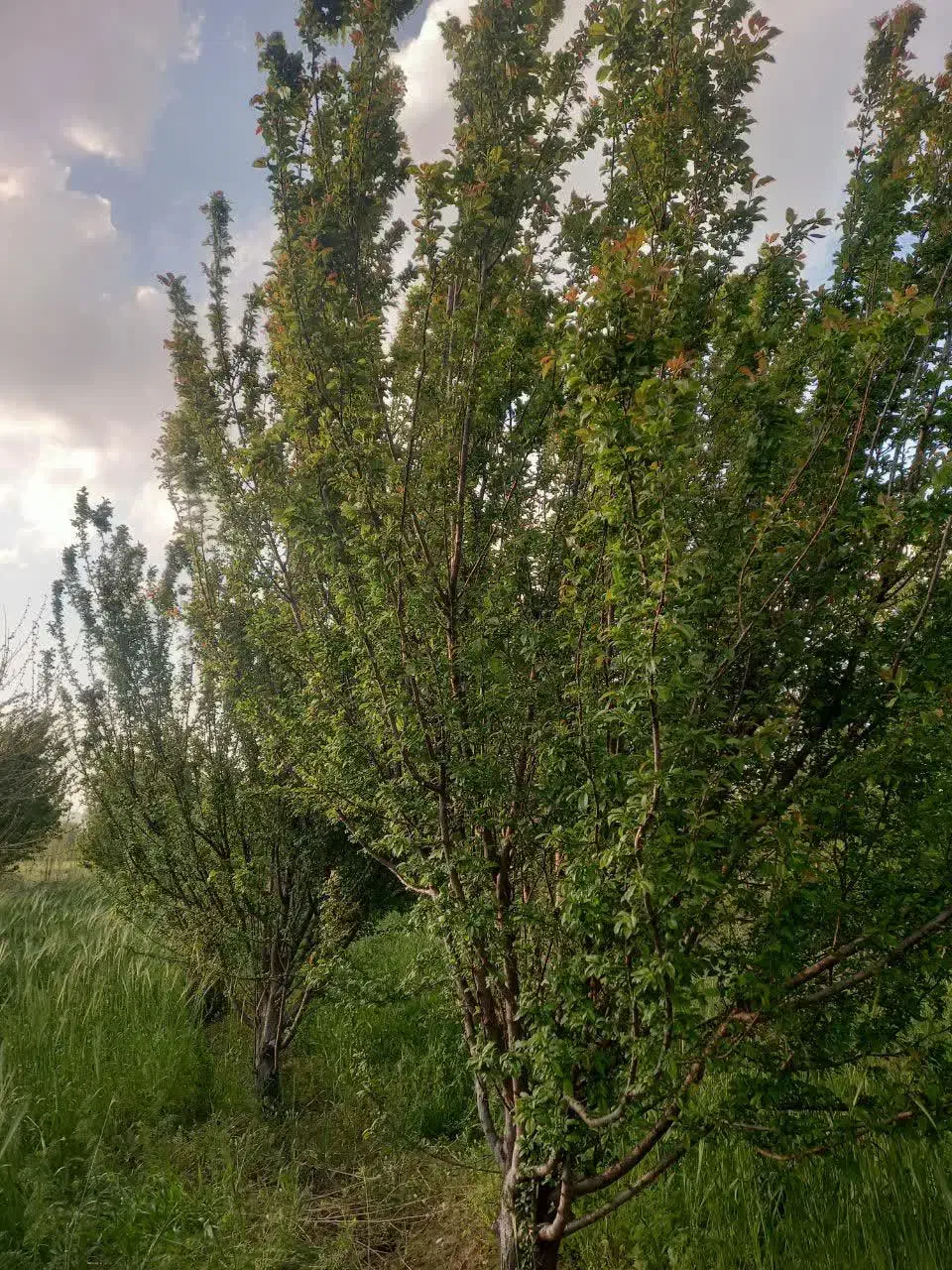 باغ دارای سند مالکیت