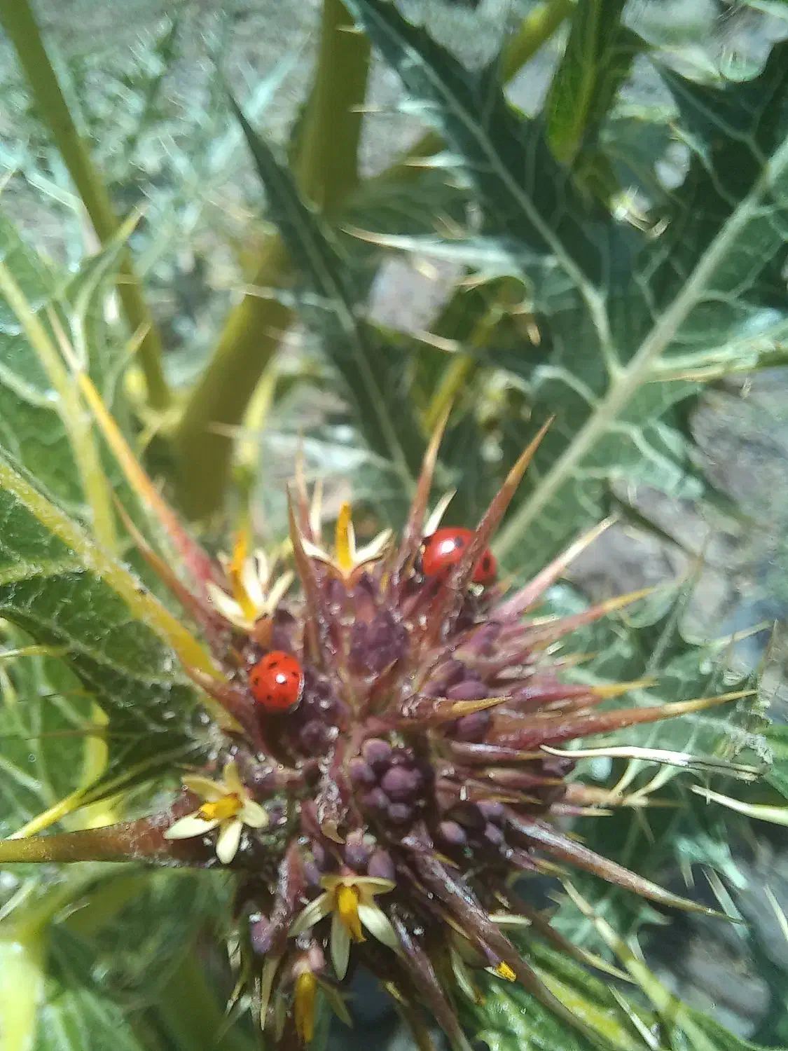 زمین ملک