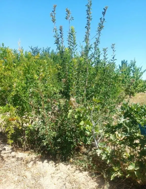 باغ کشاوزی