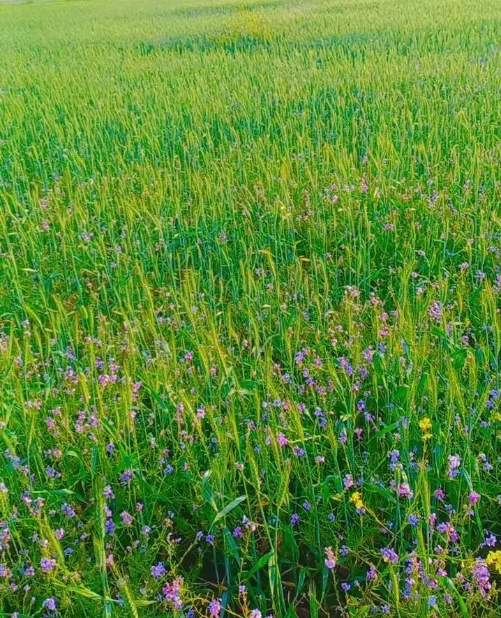 زمین کشاورزی جهت شلتوک