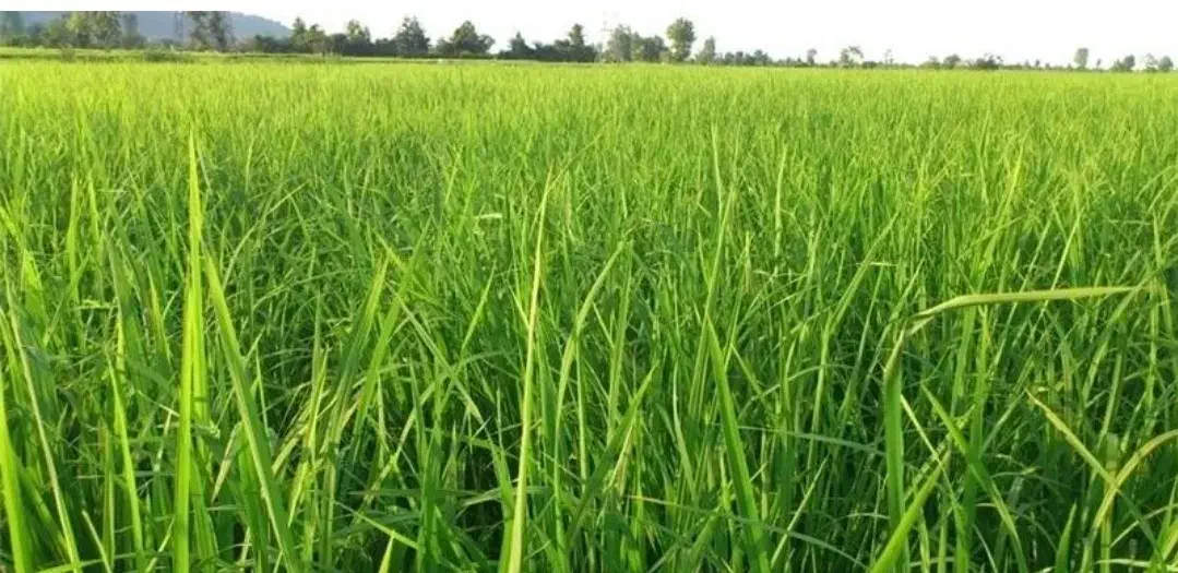 ۶۰۰ مترزمین شلتوک کاری واقع در صحرای زرین شهر